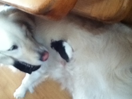 Henkie op de hond. 5 weekjes oud